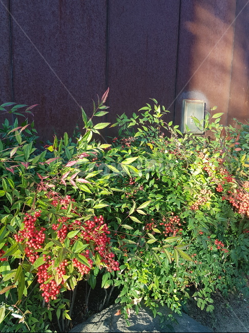 plant,식물,bush,vegetation,vine,덩굴,백량금,천량금,자금우,열매,나무,먼나무,식물,자연,plants,nature