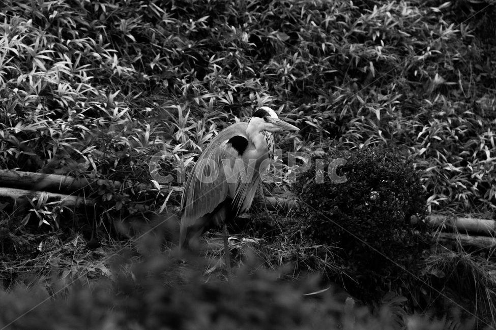 새,학,흑백,흑백사진,일본,동물,animal,조류,새,birds,흑백,모노톤,monochrome,black and white