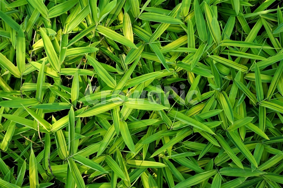 조릿대,산죽,푸르름,식물,대나무,볏과,sanjuk,green,plants,nature,배경,녹색,자연,fresh,growth,신록,초록,감성,힐링,기주조릿대,조리,지피식생용,정원,공원,조경,배경사진,식물,자연,plants,nature