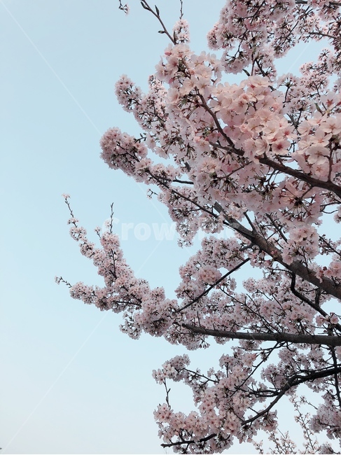 봄,꽃,봄풍경,벚꽃,벚꽃사진,풍경사진,하늘,감성사진,봄,계절,spring,season,식물,자연,plants,nature,꽃,flower,plant,blossom,cherry blossom