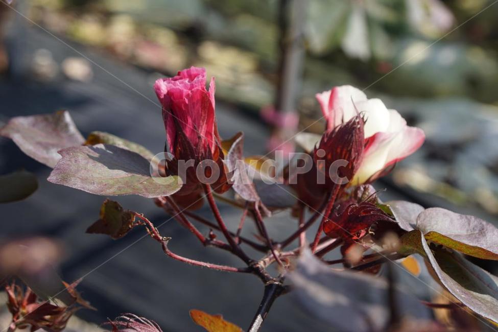 가을,목화꽃,꽃,식물,자연,계절,순수,감성,fall,nature,autumn,red,붉은색,화이트,white,가을,계절,fall,autumn,season,식물,자연,plants,nature,꽃,flower,plant