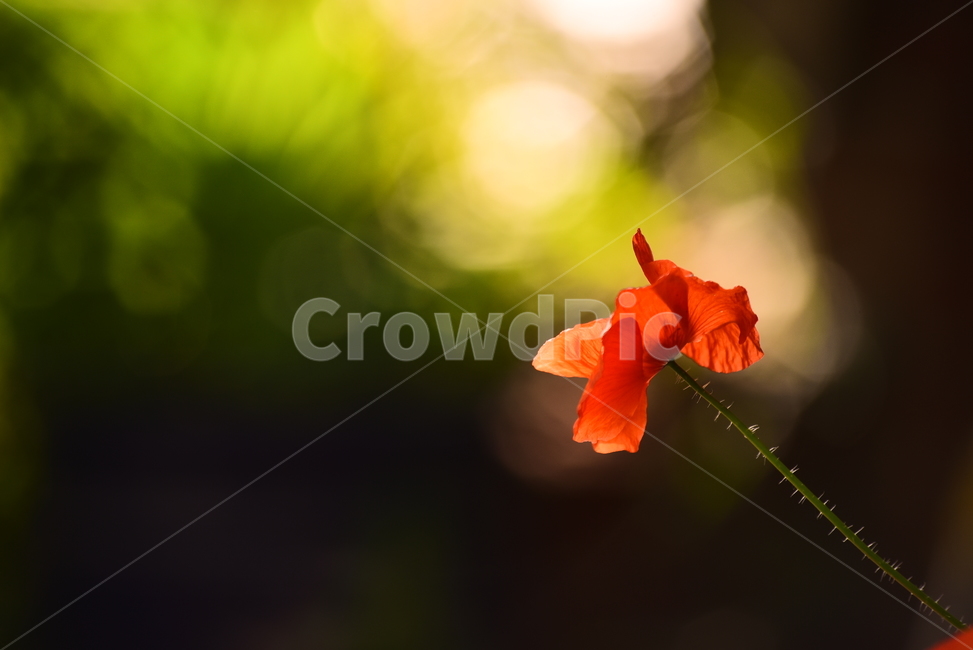 양귀비꽃,보케,빛망울,빨강색꽃,꽃송이,검정,한송이,꽃한송이,poppy,감성,빛,느낌,feeling,sensible,emotional,background,배경,바탕,백그라운드