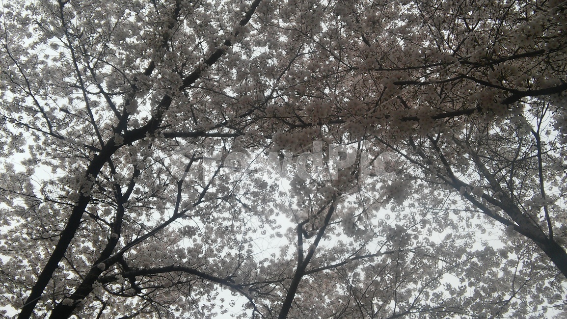 plant,식물,blossom,꽃,flower,cherryblossom,벚꽃,봄
