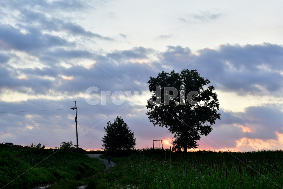 나무,일몰,큰나무,언덕,푸른초원,초원,전봇대,밭,하늘,해질녁,senset,tree,tall,talltree,field,sky,자연,풍경,nature,landscape