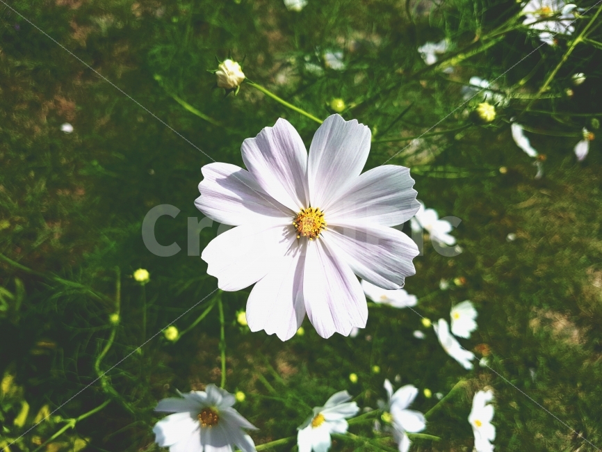 코스모스,꽃,자연,일상,색감,강원도,양구,시골,길거리,풍경,가족,여행,cosmos,flower,nature,daily,color,Gangwondo,Country,street,landscape,View,Family,Travel,가을,계절,fall,autumn,season,식물,자연,plants,nature,꽃,flower,감성,sensible,feeling,plant,blossom,daisy,데이지,daisies