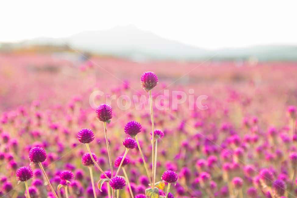 천일홍,나리공원,석양,양주,꽃밭,들판,벌판,풍경,경치,꽃,아름다운,공원,야외,자주색,붉은,녹색,만개풀,식물,따뜻한,가을,노을,선셋,오후,자연,식물,자연,plants,nature,꽃,flower