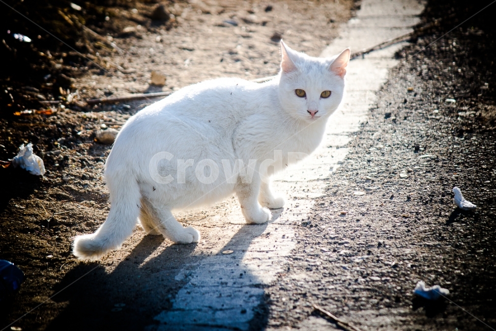 	고양이,길고양이,동물,cat,포유류,감성,일상,DSLR,100D,canon,코숏,가을,animal,kitty,길냥이,반려동물,편안,분위기,자연스러움,자연,따뜻함,사랑,야생,동물,animal,포유류,mammal,고양이,cat,kitten,kitty