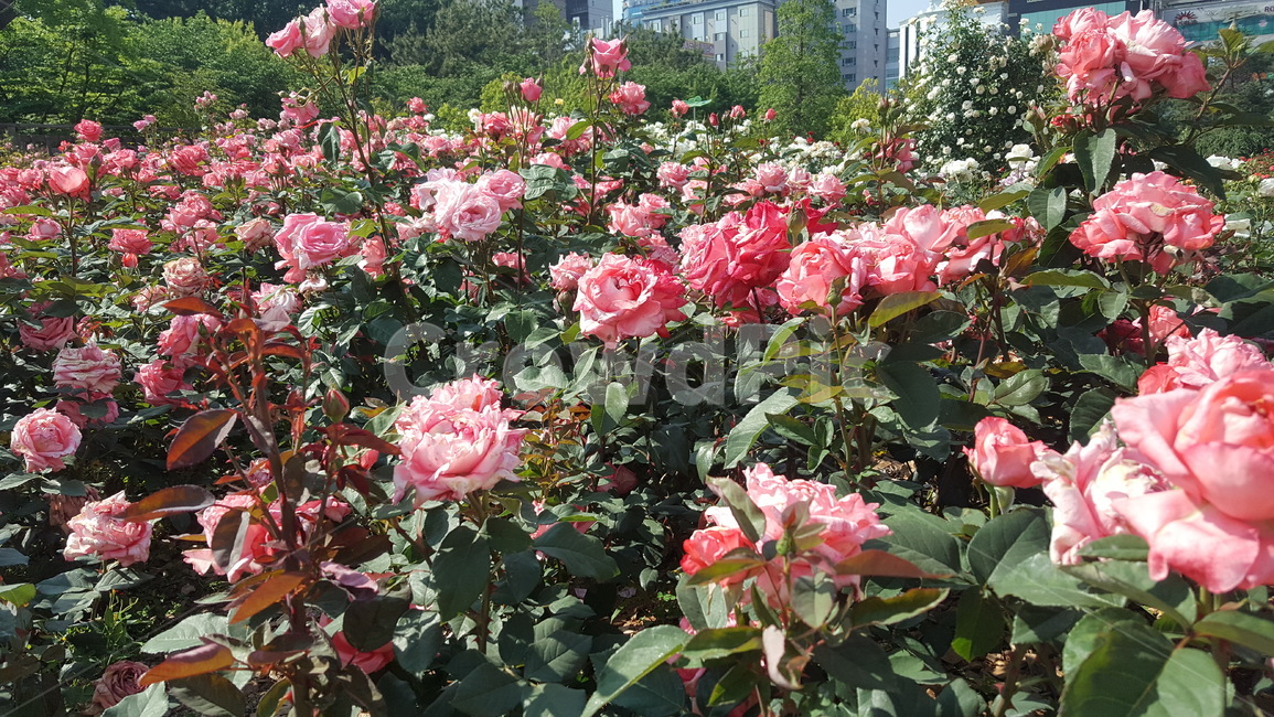 자연,환경,장미,꽃,화명동장미공원,장미공원,flower,rose,tree,나무,자연환경