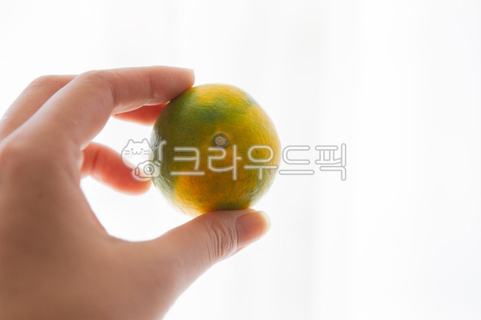 귤,청귤,제주특산물,제주도,제주도특산물,햇귤,감귤,초록귤,과일,감금류,식물,감귤류과일,음식,citrus,citrusfruit,food,fruit,plant