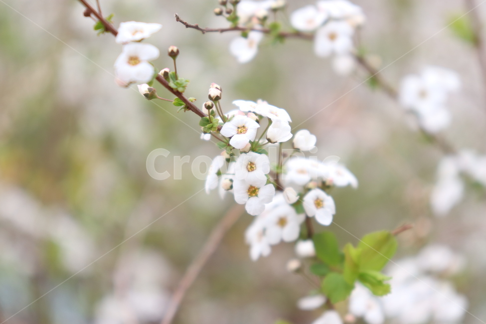 꽃,자연,배경,봄,봄꽃,사월,잡초,식물,자연,plants,nature,꽃,flower