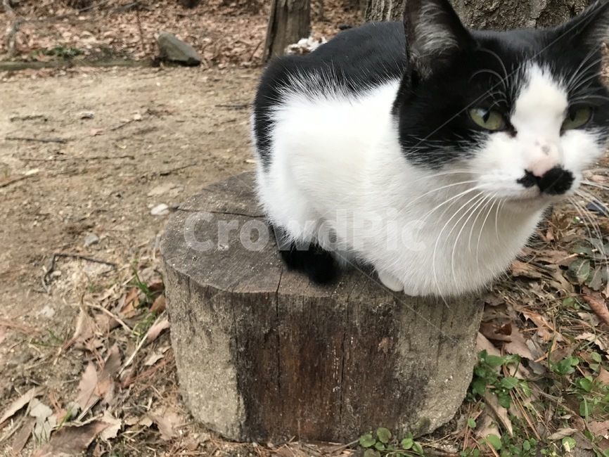 고양이,동물,cat,pet,animal