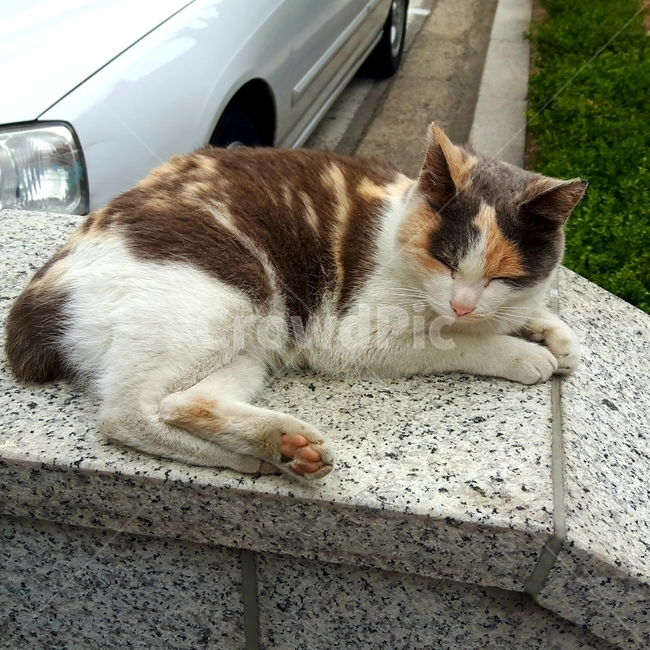 동물,고양이,길고양이,잠,고양이발바닥,갈색고양이