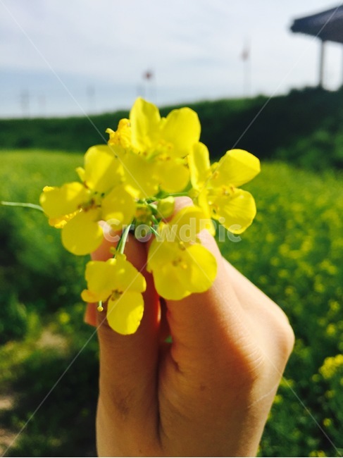 꽃,유채꽃,꽃놀이,노랑,자연,꽃,flower