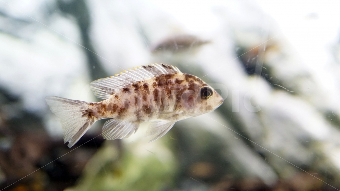 물고기,잉어,열대어,붕어,생선,어류,수족관,낙시,fish,어항,금붕어,수산,해양,바다,생물,동물,물속,바다속,바닷속,animal,수중,생명,자연,nature,물결,동물,animal,어류,물고기,fish