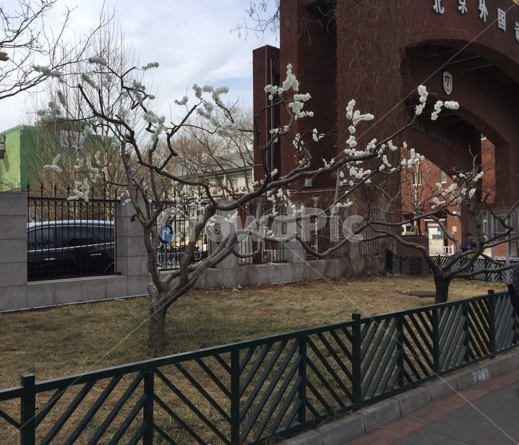 꽃,나무,봄,학교정문,하얀,봄,계절,spring,season,handrail,난간,banister,railing
