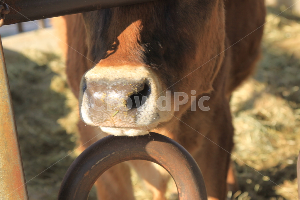 소,cow,동물,포유류,코,동물,animal,포유류,mammal