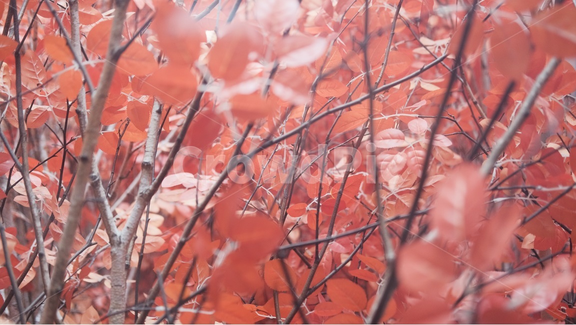 나무,가을,단풍,단풍나무,가을풍경,가을,계절,fall,autumn,season,식물,자연,plants,nature,감성,sensible,feeling,색깔,색상,색채,색감,color sense,color sensitivity,feeling of color,leaf,잎,plant,tree