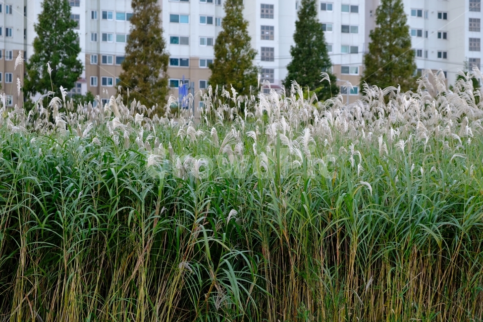 갈대,가을,자연,풀,식물,가을,계절,fall,autumn,season,식물,자연,plants,nature,grass,잔디,plant
