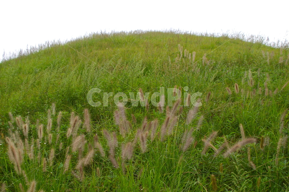 plant,식물,grass,잔디,갈대,언덕
