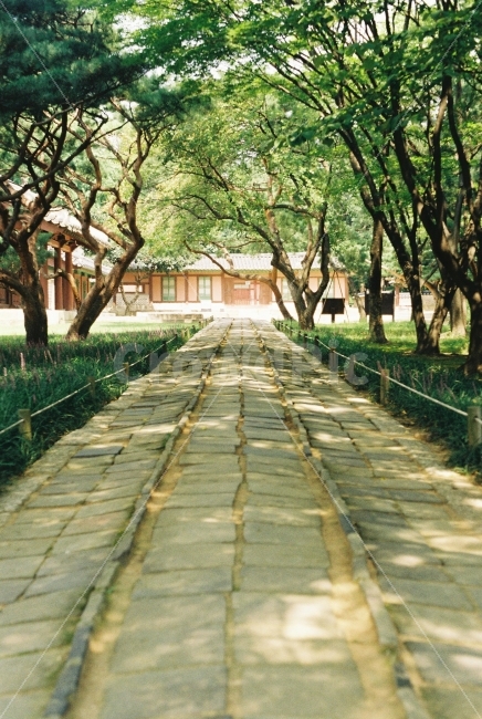나무,궁궐,필름,필카,감성,종묘,길,데이트,한국전통,한국문화,korean traditional,korean culture