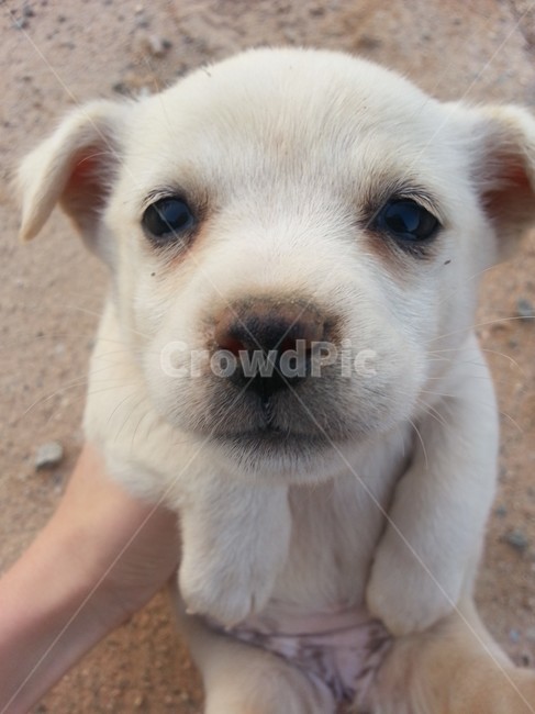 강아지,반려견,애완동물,어린,puppy,귀여운,동물,마당,개조심,동물,animal,포유류,mammal,개,강아지,dog,doggy