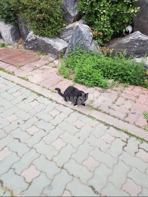 고양이,까만고양이,길고양이,보도블럭,돌,풀