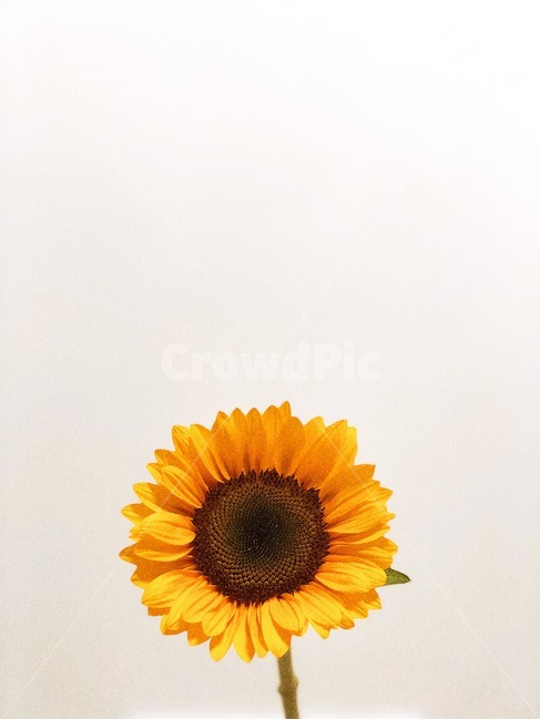 해바라기,꽃,감성사진,여름,꽃한송이