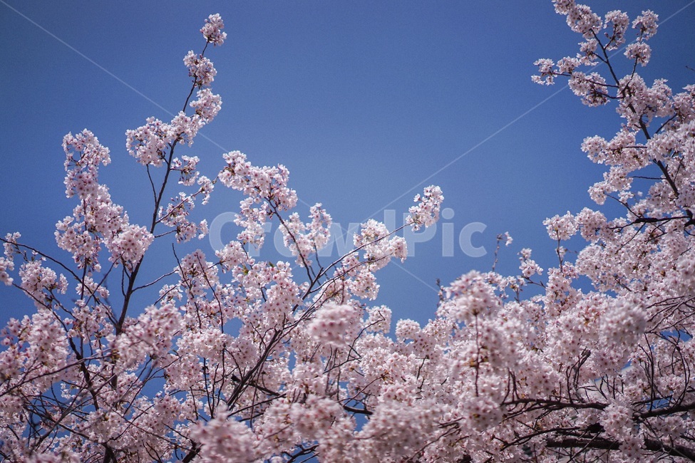 벚꽃,봄,spring,꽃,사쿠라,cherryblossom,blossom,봄,계절,spring,season,식물,자연,plants,nature,꽃,flower