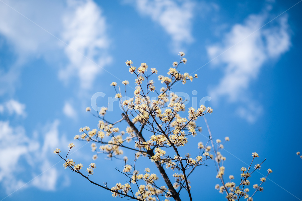 산수유,봄꽃,봄,선유도,spring,flower,노란꽃,파란하늘,봄,계절,spring,season,식물,자연,plants,nature,꽃,flower,sky,하늘,azure sky,푸른 하늘,outdoors,옥외