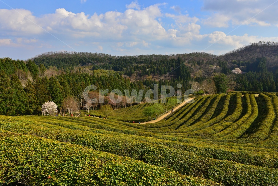 하늘,구름,outdoors,옥외,nature,자연,rural,농촌,plant,식물,tree,나무,보성,대한다원,다원,녹차밭,녹차,녹차잎,농업,농경,농사,경작,목련,대한다원목련