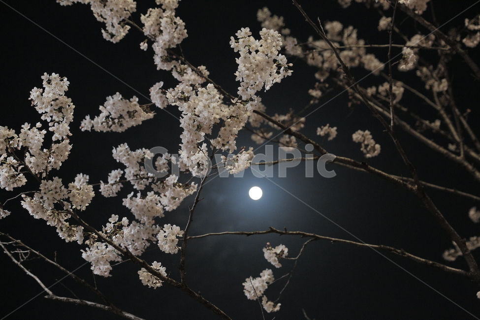 벚꽃,봄,야경,Cherryblossom,봄꽃,산책,감성사진,달,밤하늘,봄,계절,spring,season,야경,밤,풍경,nightscape,night,landscape,식물,자연,plants,nature,꽃,flower,blossom,plant,cherry blossom