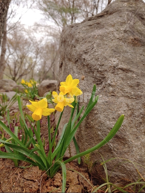 수선화,narcissus,꽃,flower,봄,봄날,spring,식물,정원,garden,plant,돌,바위,rock,노랑,보라,자연,nature,수목원