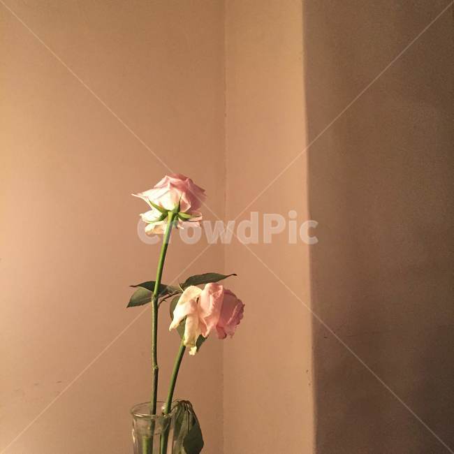 plant,식물,flowerarrangement,꽃꽂이,blossom,vase,flower,꽃,장미,rose
