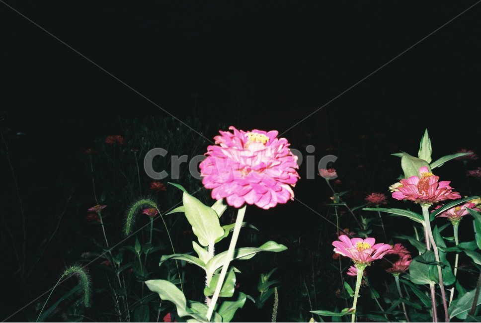 제라늄,plant,blossom,꽃,flower,식물,잔잔과,geranium,acanthaceae,pink,pinkflower,film,필름사진
