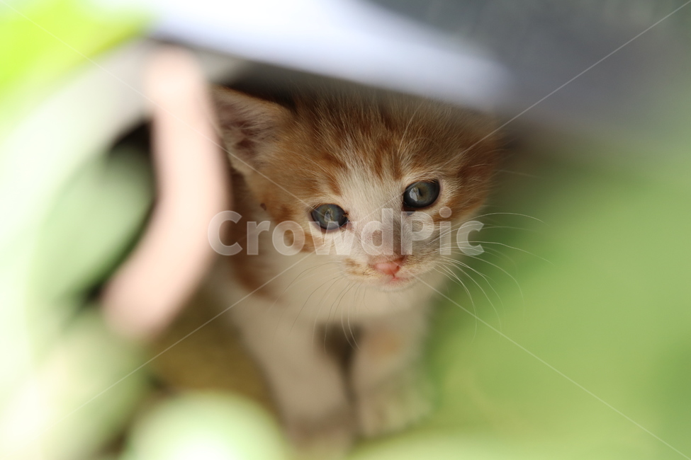 고양이,고양이사진,애완동물,반려동물,동물,동물사진,애완동물사진,반려동물사진,아기고양이,동물,animal,포유류,mammal,고양이,cat,kitten,kitty