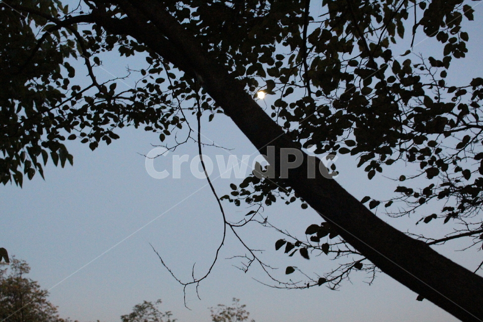 나무,tree,sunset,nature,해질녘,하늘,달,역광,자연,sky,moon