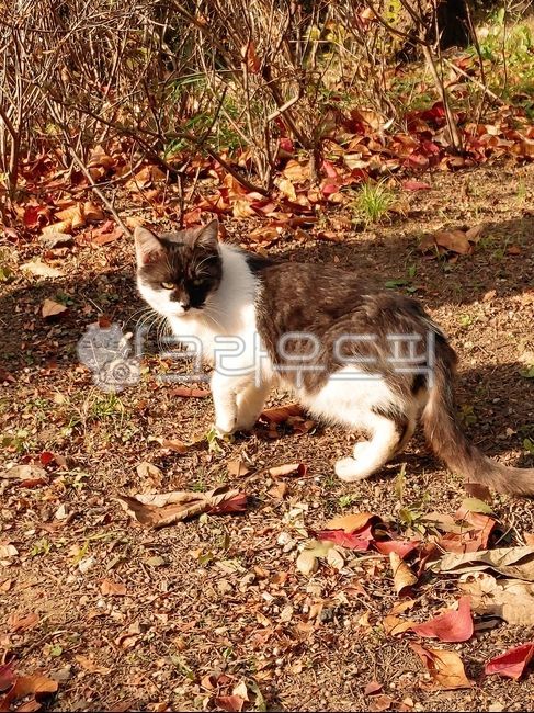 고양이,길고양이,cat,straycats,alleycats,animal,동물