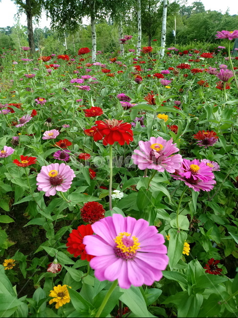 백일홍,백일초,꽃,식물,국화과,plant,flower,식물,자연,plants,nature,꽃,flower