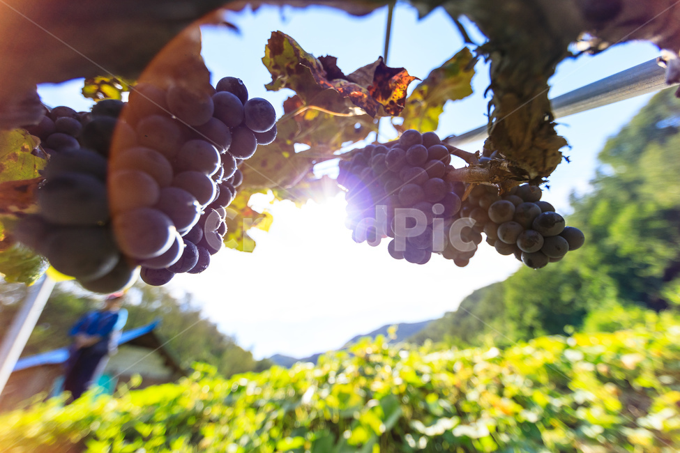 포도,수확,가을,포도나무,과일,포도원,익은,열매,농촌,과일,열매,fruit,산업,industry,industrial,농업,농사,agriculture,farming,farming industry