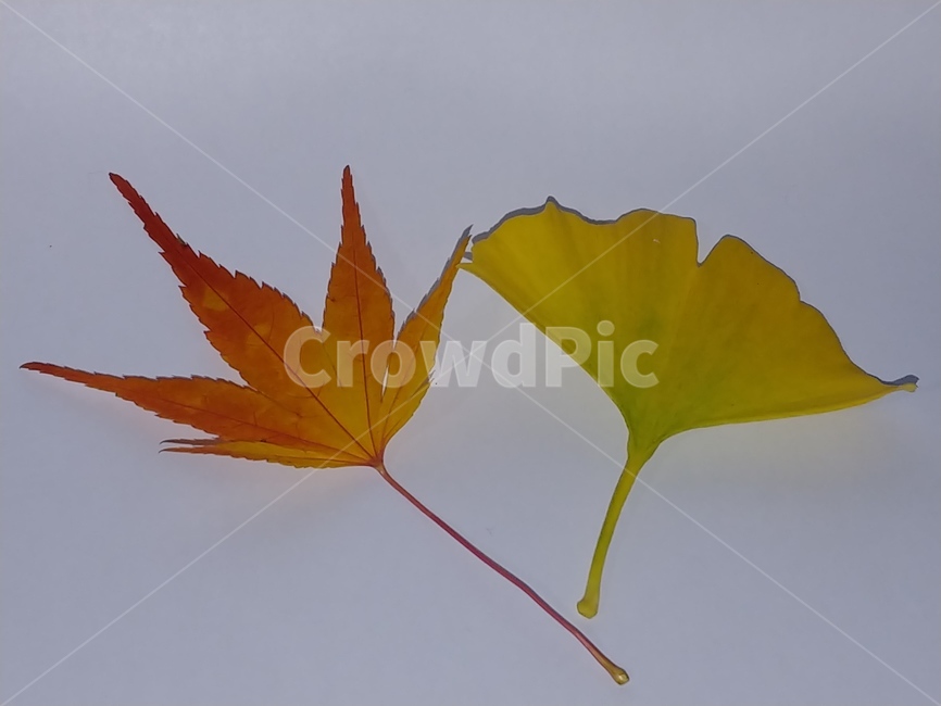 가을,단풍,나뭇잎,단풍잎,낙엽,잎,leaf,식물,나무