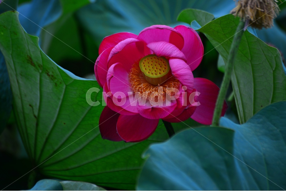 flower,blossom,꽃,petal,꽃잎,plant,식물,부여,궁남지,연꽃축제,수련,연꽃,홍연