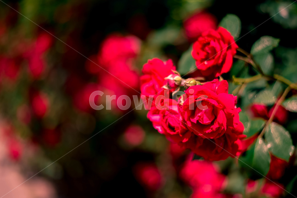 식물,꽃,장미,장미꽃,레드,식물,자연,plants,nature,꽃,flower
