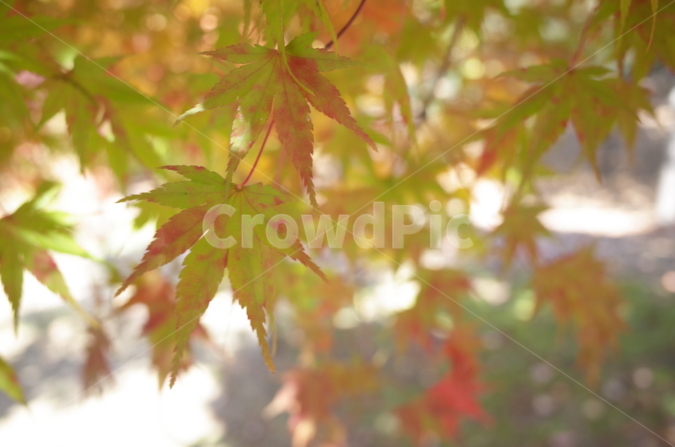 가을,가을감성,단풍,단풍잎,가을단풍,가을,계절,fall,autumn,season,식물,자연,plants,nature,plant,leaf,잎,tree,나무,maple