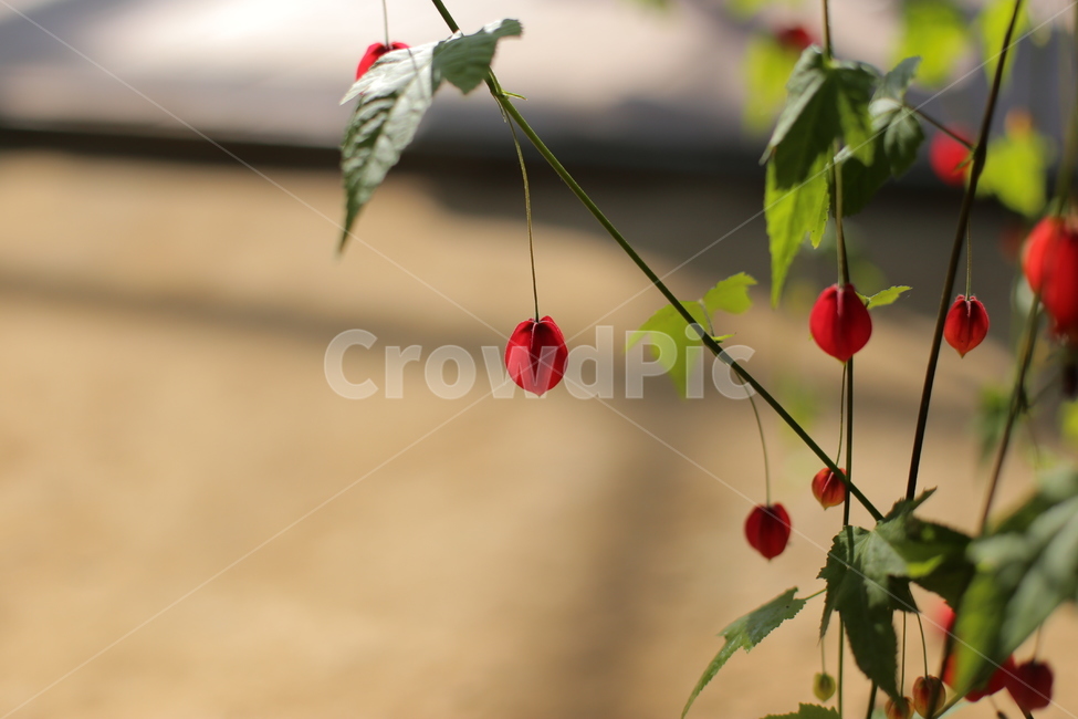 정원,야외,garden,leaf,잎,plant,식물,온실