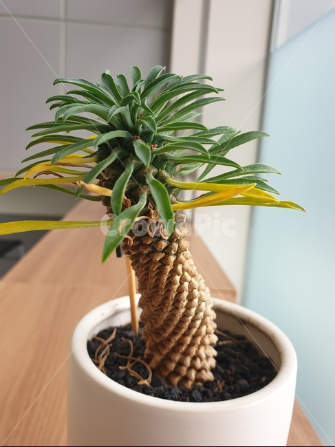 식물,plant,화분,괴마옥,나무같은,바오밥나무같은,식물,자연,plants,nature