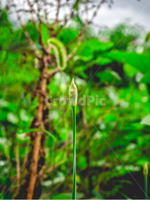 꽃,꽃봉오리,수직,자연,미완성,vertical,flower,blossom,green,초록,녹색,nature,식물,자연,plants,nature