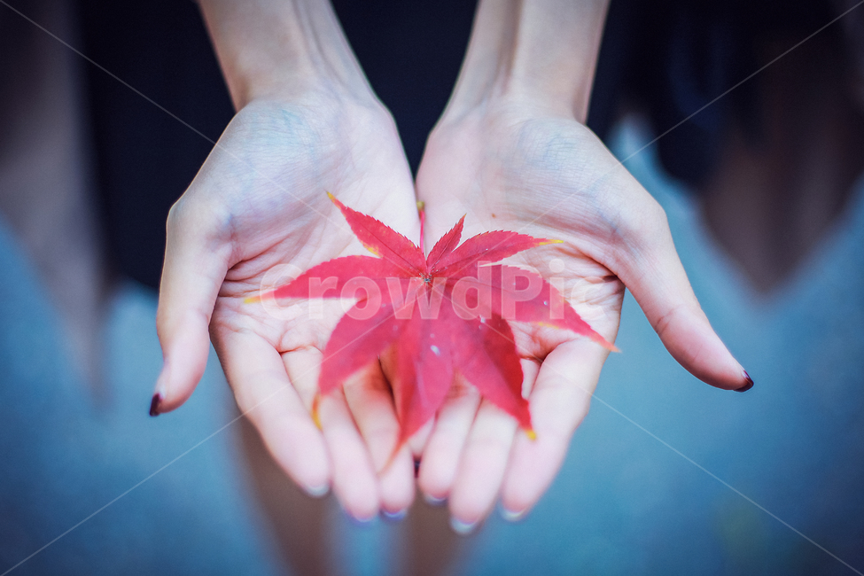 단풍,감성,손,차가움,파란,단풍잎,가을,계절,fall,autumn,season,신체일부,몸,body,leaf,잎,plant,식물