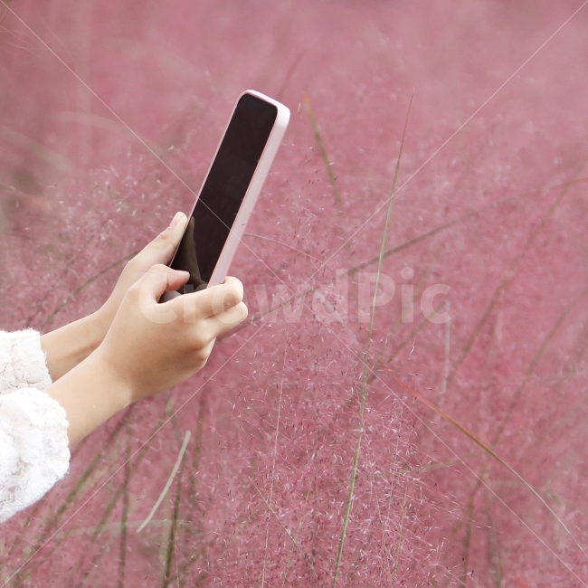 nature,Pink silver grass and smartphone,plant,Smartphone,Taking a photo,Emotional photo,hand