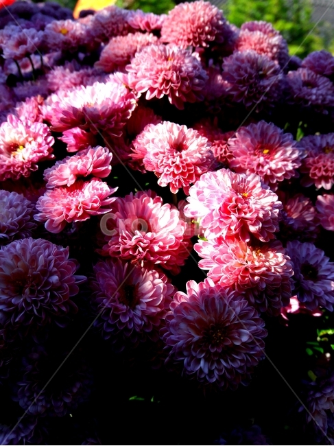 국화,꽃,flower,소국,식물,plant,blossom,자연,nature,가을,fall,outdoors,옥외,식물,자연,plants,nature,꽃,flower