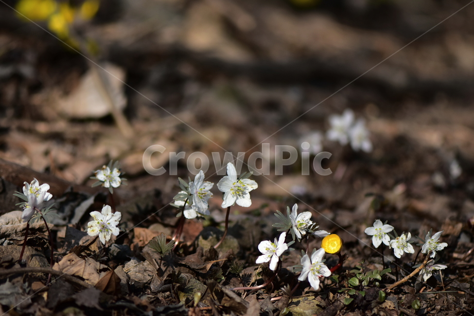 변산바람꽃,야생화,봄,꽃,흰색,자연,식물,식생,봄의전령사,풀꽃,미나리아재비과,식물,자연,plants,nature,꽃,flower
